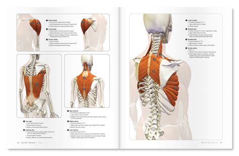 The Daily Bandha Shoulder Kinematics In Yoga Part Ii The Lower