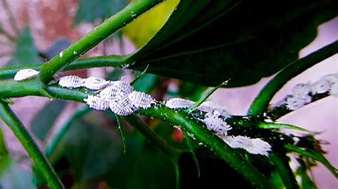 Effective Way To Get Rid Of Mealybug On Hibiscus Plants In Steps