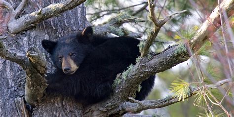 11 Interesting Animals In Smoky Mountains