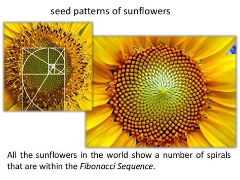 Maths And Nature Comenius Why Maths