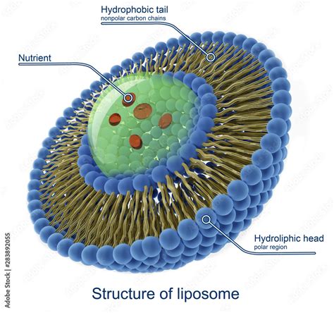 Structure Of Liposome Stock Illustration Adobe Stock