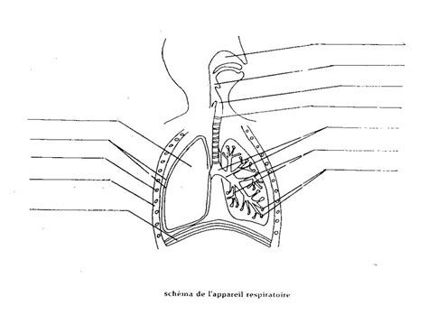 le système respiratoire sciences sec 3 Diagram Quizlet