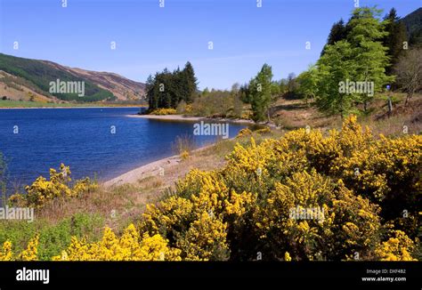 Spring Flowers On The Shore Of Loch Lochy In The Great Glenscottish