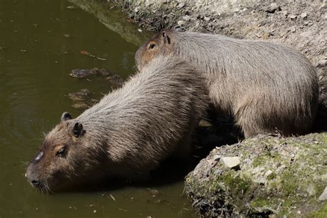 Capybara Ou Capibara Cabiaï Grand Cochon Deau Hydrocho Flickr