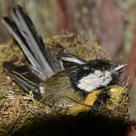 Dritte Totfund Innerhalb Tage Kohlmeise Parus Major Flickr