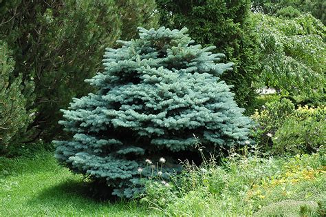 Blue Globe Spruce (Picea pungens 'Globosa') in Edmonton St Albert Sherwood Park Stony Plain ...