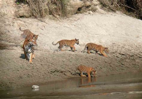 Tourists Make Beeline At Bardiya National Park To See Tiger In The Wild