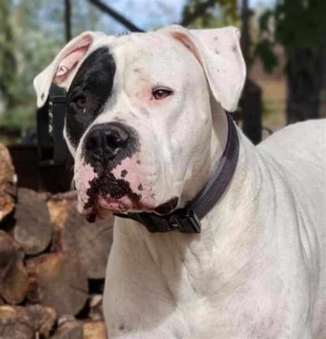 Dog For Adoption Gauge A Dogo Argentino In Windsor Co Petfinder