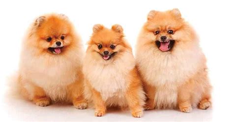 Toy Pomeranian Dog Names Wow Blog