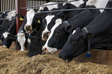 Dairy Cattle Feeding And Nutrition Pet Food Guide