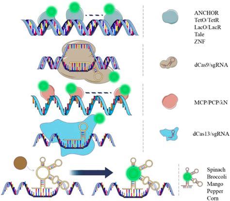 Frontiers Live Cell Imaging Of Dna And Rna With Fluorescent Off