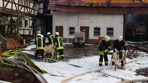 Viele Rinder Sterben Bei Gro Brand Auf Bergheimer Bauernhof