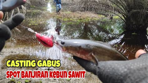 Casting Gabus Spot Banjiran Kebun Sawit SF167 Mancing Casting Saat