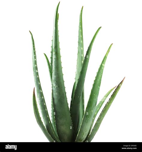 Aloe Vera Hi Res Stock Photography And Images Alamy