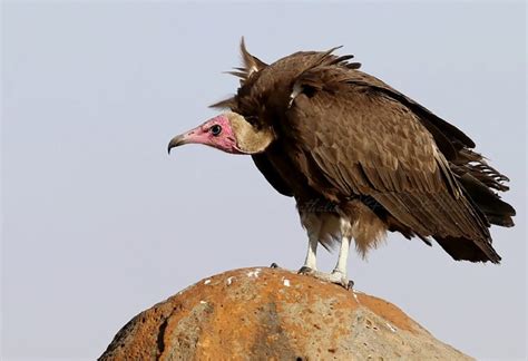 The Race To Save African Vultures All About Birds