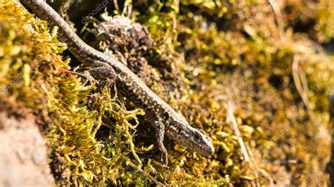 Un Lagarto Acecha Desde Su Escondite Un Pequeño Cazador Esperando Insectos Puedes Encontrarlos