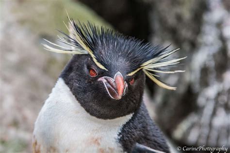 Blog Officiel Du District De Kerguelen TAAF Photos De La Faune De