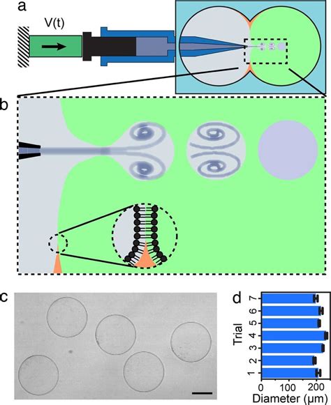 Formation Of Guvs By Microfluidic Jetting A Schematic Of The