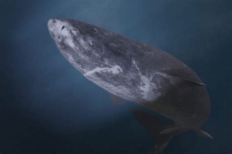 Greenland Shark Facts Critterfacts