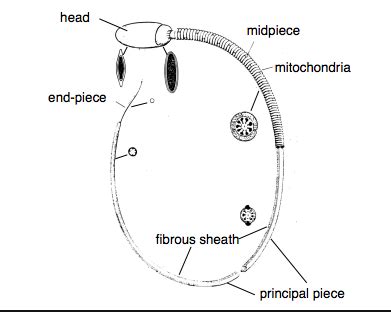 Male Reproduction Gametes Fertilization And Early Embryo Development