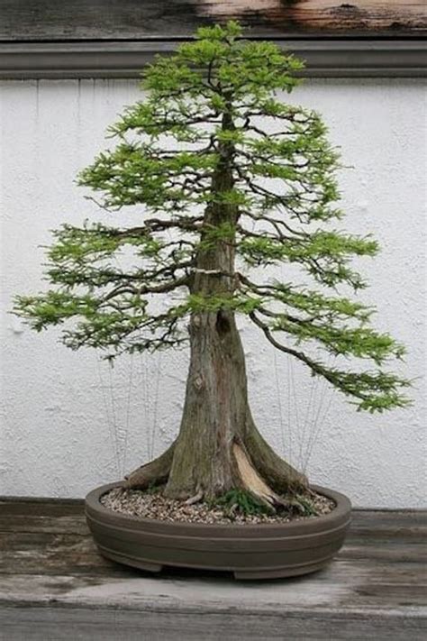 Gigant Sequoia Bonsai Starter - Etsy