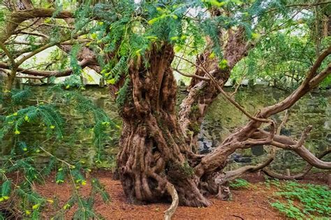 35 Facts About Fifth Oldest Tree