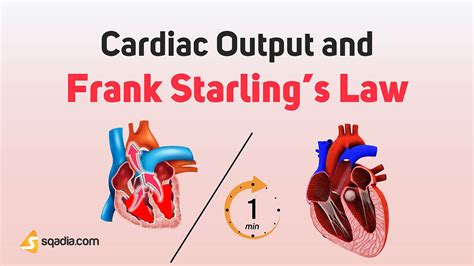 Cardiac Output And Frank Starlings Law Mechanism Physiology