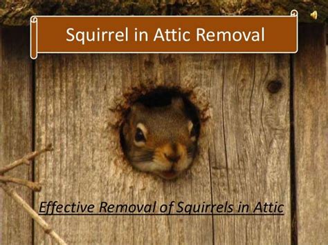 Squirrels in Attic Removal