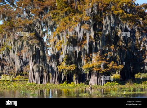 Bald Cypress Trees Deciduous Conifer Taxodium Distichum Covered With