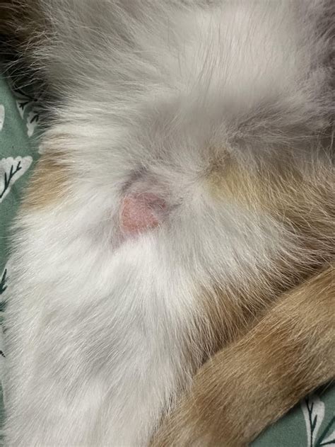 Eczema? (Cat, 3yr old male) : r/vet