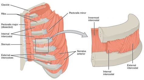 Muscles Of The Anterior Thoracic Wall Meddists