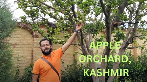 Apple Orchard In Kashmir Youtube