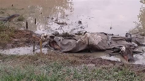 Spisis Buaya Memakan Bangkai Lembu Di Muara Sungai Hutan Melintang