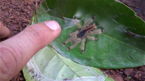 Pink Toe Tarantula Spiderling In The Wild Youtube