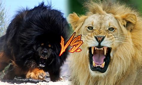 happen   tibetan mastiff meets  lion gag