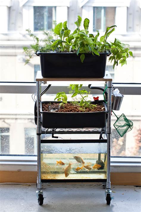 DIY Aquaponics Workshop this Sunday! » FreestyleFarm