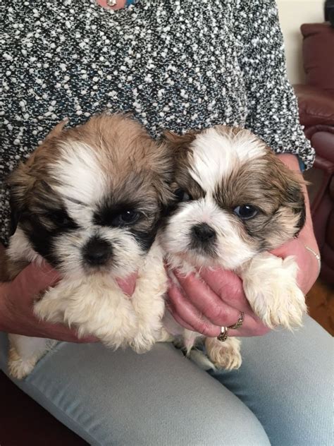 Shih Tzu Puppies For Sale Rochester NY 187768