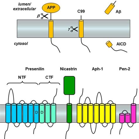 Formation Of A By Secretase Cleavage Of APP CTF Cleavage Of APP CTF