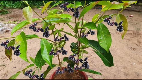 Java Plum Tree Growing Fast With Banana Fruit How To Propagate Java