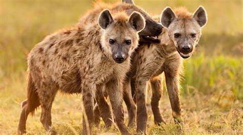 Hyenas Wreak Havoc In Mberengwa Zimbabwe Situation