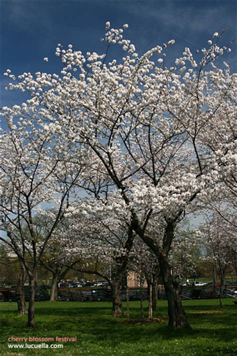 cherry blossom festival dc | Photographer DC Reston