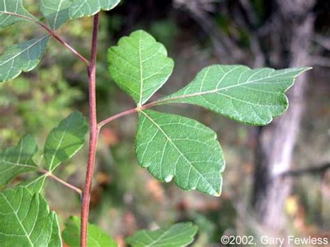 Dendrology Week Exam Flashcards Quizlet