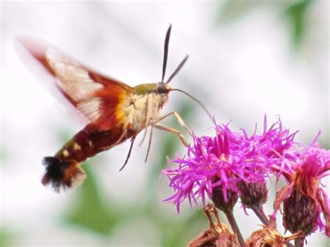 Hummingbird Moth Life Cycle