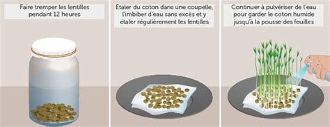 Comment Faire Germer Des Lentilles Ooreka