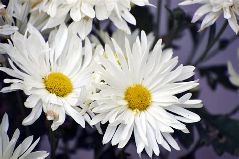 Premium Photo Winter Flowers