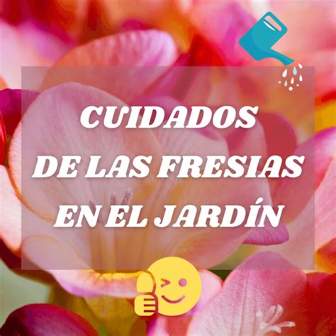 Fresias Gu A De Cuidados Y Consejos Para Potenciar La Floraci N