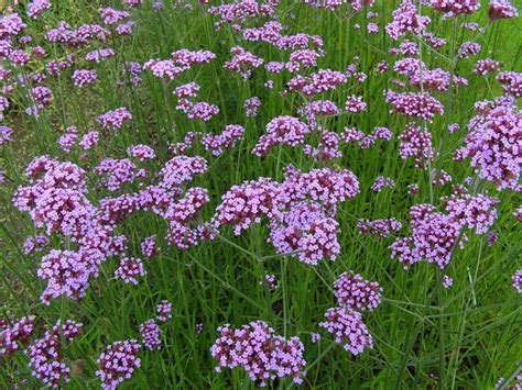 How To Grow Verbena Bonariensis A Cottage Garden Favorite Hubpages