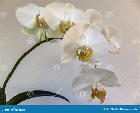 Closeup Of Very Beautiful White Phalaenopsis Orchid Flower Branch