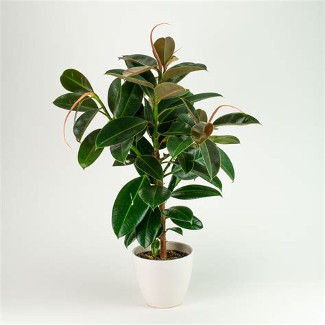 Ficus Melanie 14cm House Of Plants