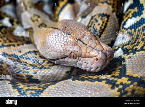 Reticulated Python Malayopython Reticulatus Snake Sometimes Known As